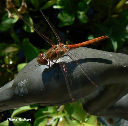 Sympetrum striolatum