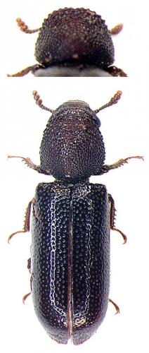 Réf. 29 373 : Stephanopachys linearis