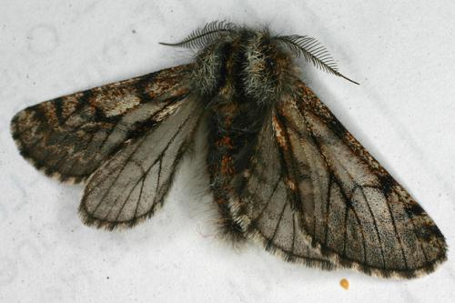 Lycia pomonaria