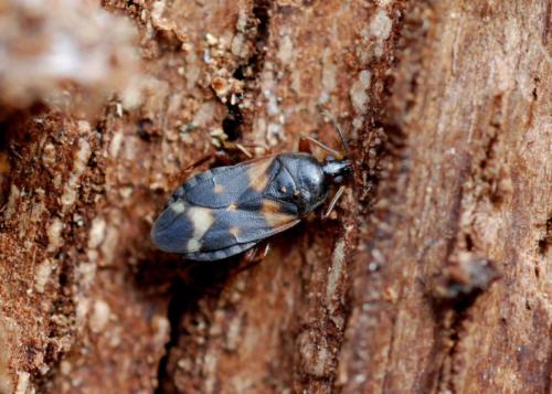 Réf. 29 751 : Lyctocoris dimidiatus