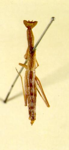 Pseudoyersinia brevipennis