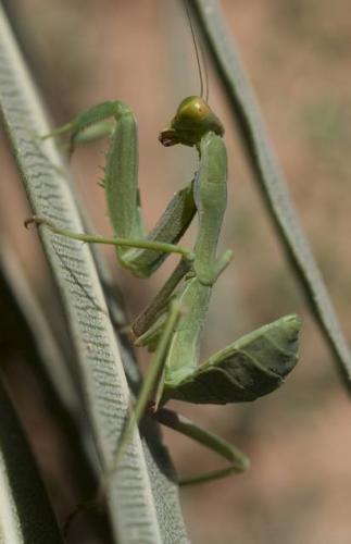 Sphodromantis viridis