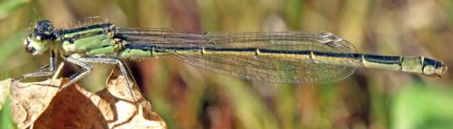Ischnura elegans