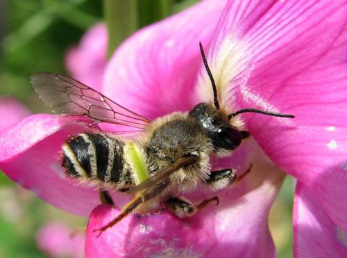 Réf. 29 115 : Megachile ericetorum