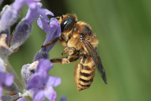 Réf. 29 174 : Megachile sp.
