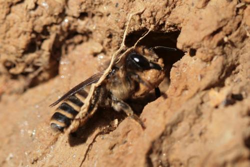 Réf. 29 175 : Megachile sp.
