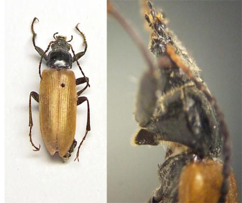 Megischia curvipes