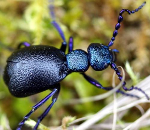 Meloe proscarabaeus