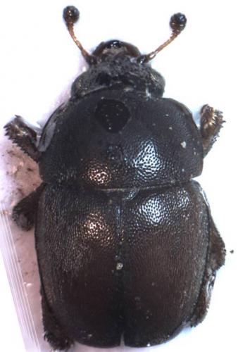 Meligethes sp.