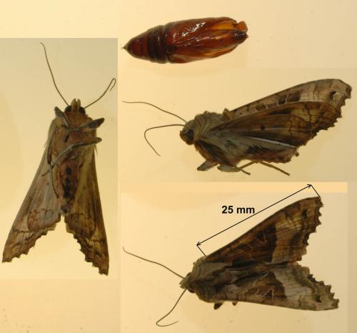 Phlogophora meticulosa
