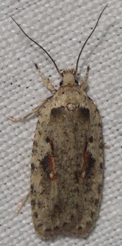 Réf. 29 105 : Agonopterix ocellana