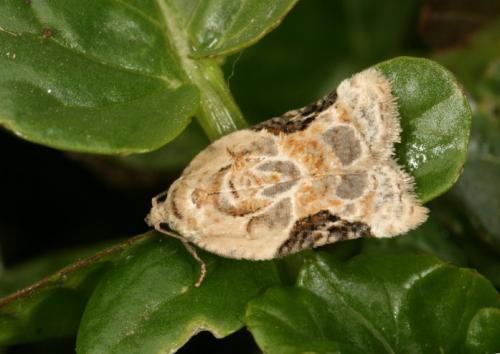 Acleris lacordairana