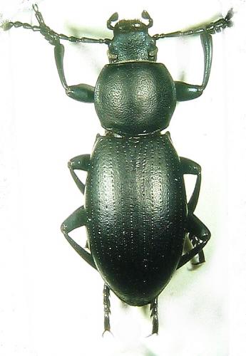 Raiboscelis sp.
