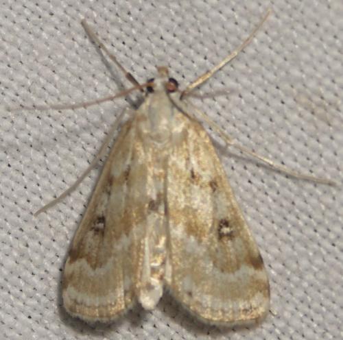 Réf. 29 350 : Parapoynx stratiotata