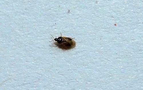 Orius sp.