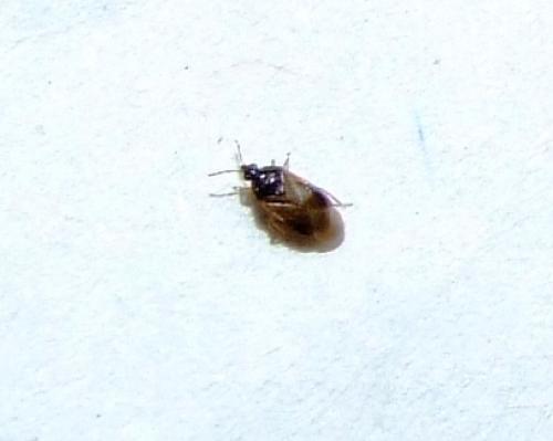Orius sp.