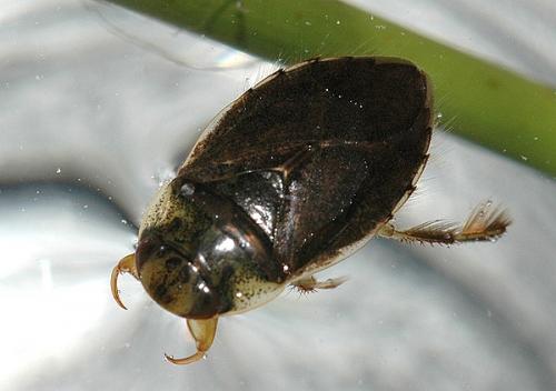 Réf. 29 953 : Ilyocoris cimicoides