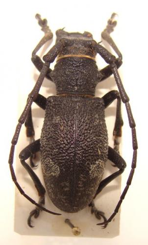 Morimus asper verecundus