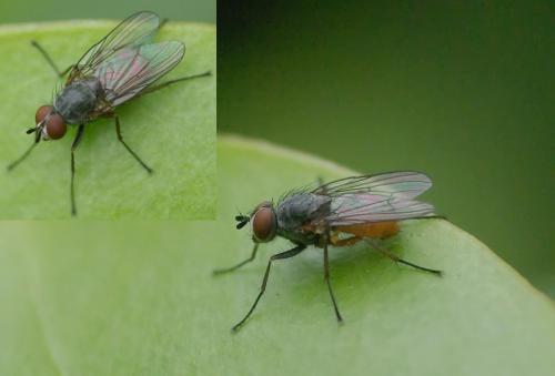 Pegomya sp.