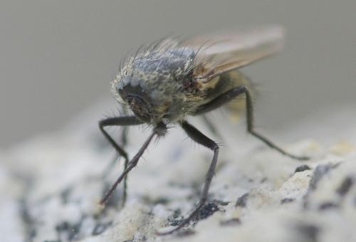 Pollenia sp.