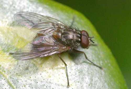Phaonia subventa