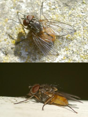 Phaonia subventa