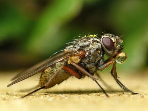Réf. 29 697 : Phaonia sp.