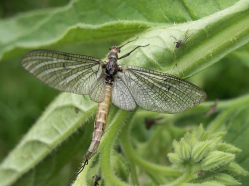 Ephemera danica