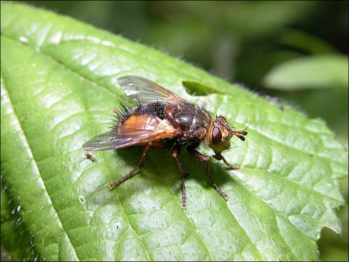 Tachina fera