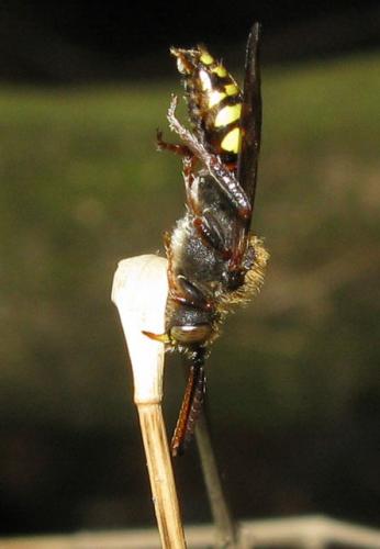 Réf. 29 251 : Nomada leucophthalma