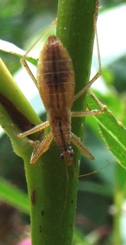 Réf. 29 480 : Nabis limbatus