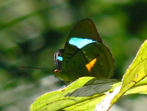 Nessaea batesii magniplaga