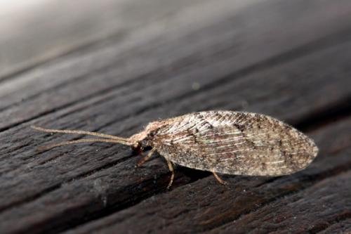 Wesmaelius sp.