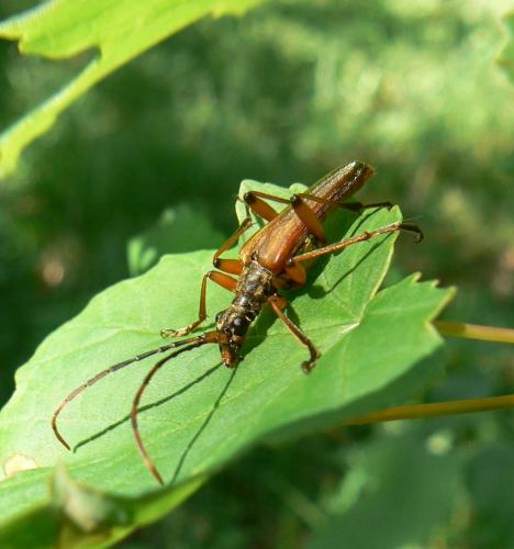 Réf. 29 994 : Stenocorus meridianus