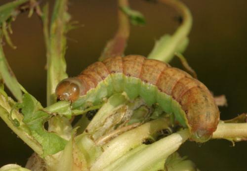 Aporophyla canescens