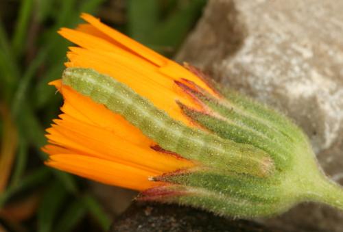 Réf. 29 853 : Cucullia calendulae