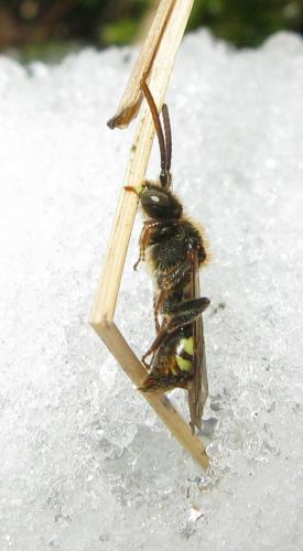 Réf. 29 384 : Nomada leucophthalma
