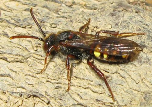 Réf. 29 120 : Nomada leucophthalma