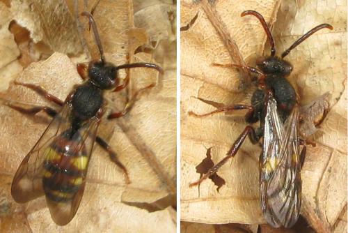 Réf. 29 119 : Nomada leucophthalma