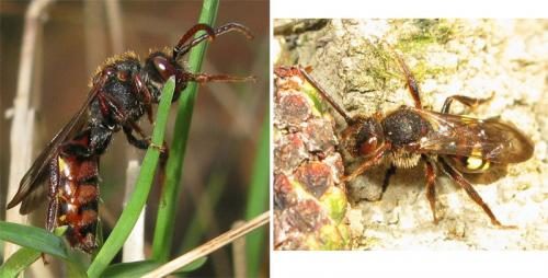 Nomada leucophthalma