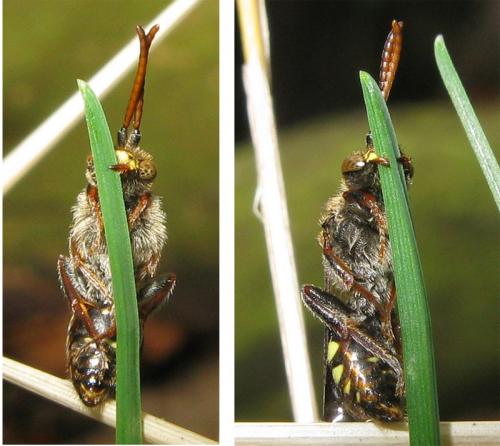 Réf. 29 215 : Nomada leucophthalma
