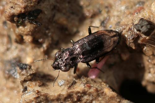 Réf. 29 769 : Notiophilus quadripunctatus