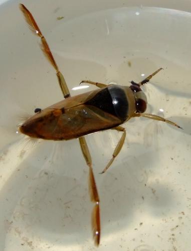 Réf. 29 627 : Notonecta sp.