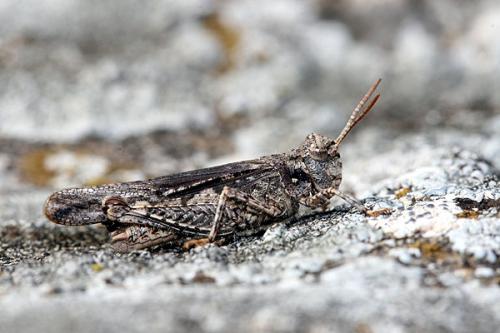 Réf. 29 209 : Acrotylus insubricus insubricus
