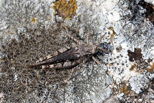Réf. 29 210 : Acrotylus insubricus insubricus