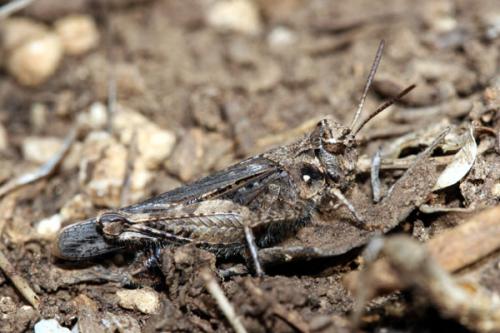 Réf. 29 773 : Acrotylus fischeri