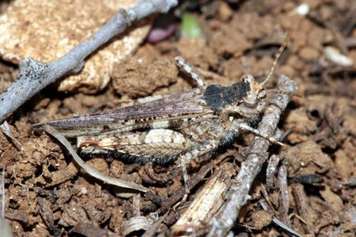 Réf. 29 774 : Acrotylus insubricus insubricus