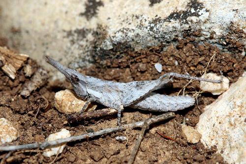 Pyrgomorpha conica conica