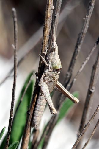 Pyrgomorpha conica conica