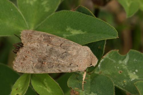 Réf. 29 703 : Orthosia populeti